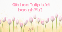 Giá hoa Tulip tươi bao nhiêu? Cập nhật mới nhất bạn nên biết