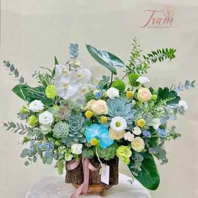  Box Sen Đá “Trường Tồn & Thịnh Vượng”