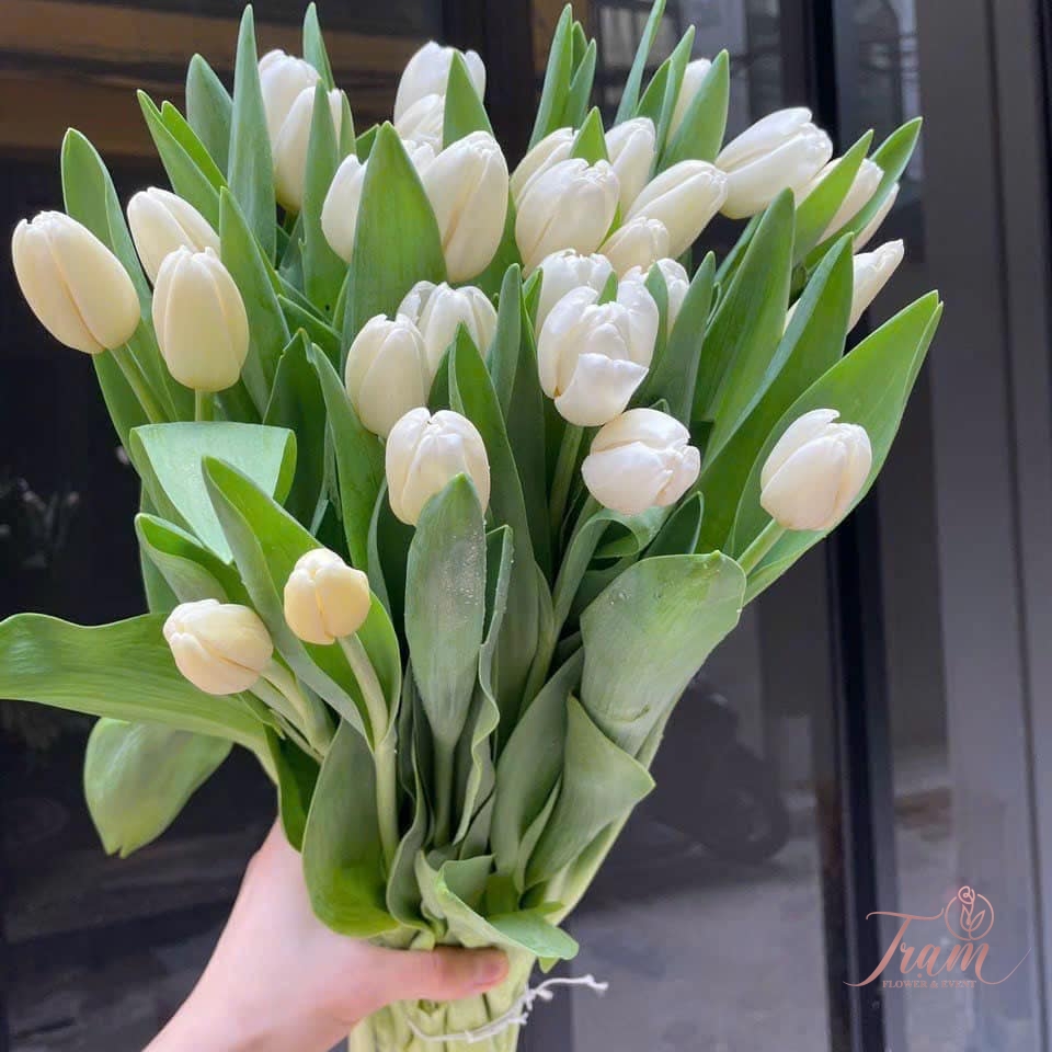 Bó hoa Tulip trắng nhập khẩu
