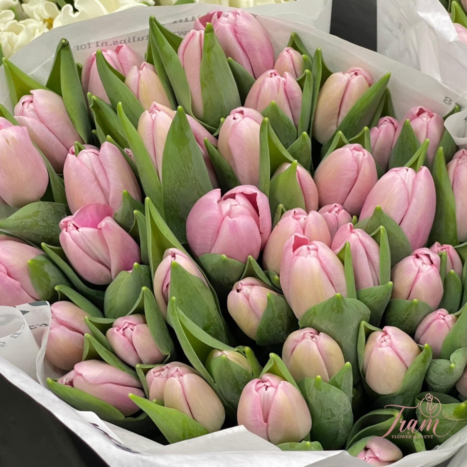 Bó hoa Tulip hồng nhập khẩu
