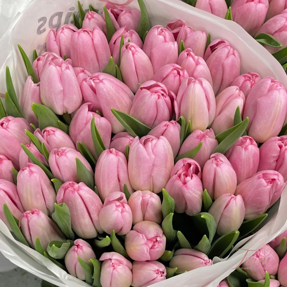 Bó hoa Tulip hồng nhập khẩu