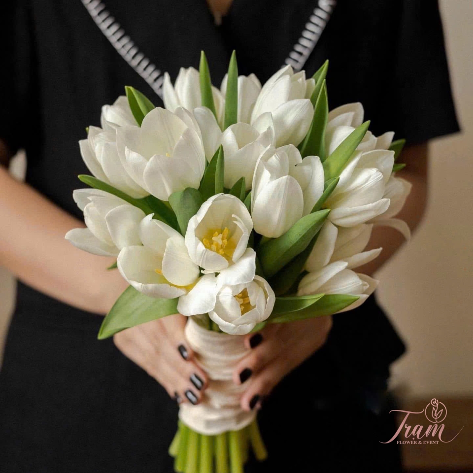 “Tuyết Trắng – Tulip Tinh Khôi”